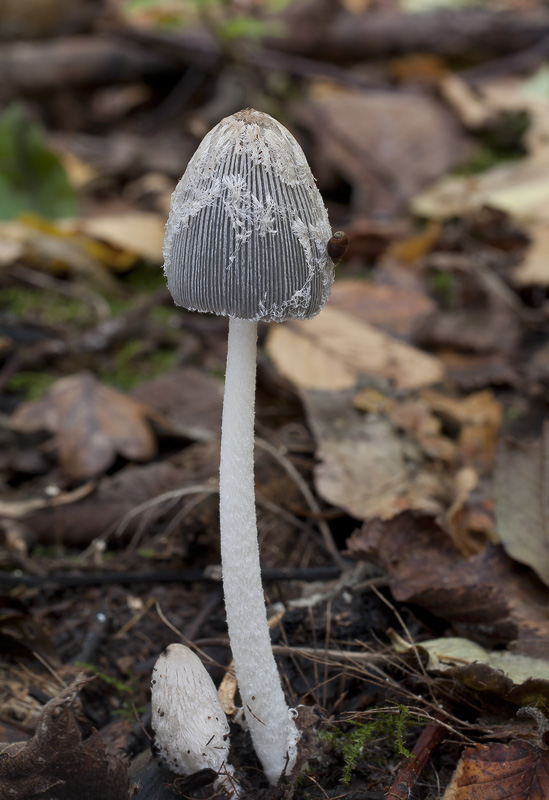 Coprinus lagopus